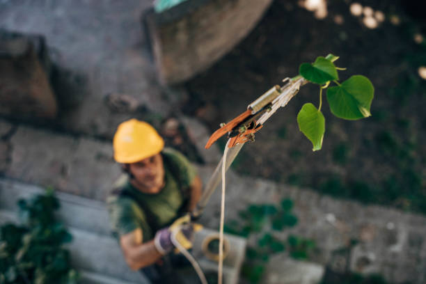 Earlimart, CA  Tree Services Company