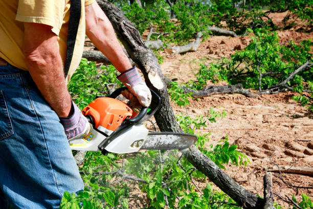 How Our Tree Care Process Works  in  Earlimart, CA